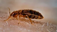 Di cosa hanno paura le cimici dei letti? Gli scienziati hanno svelato la loro più grande paura