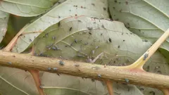 Degli afidi non resterà traccia: annota la composizione di questa soluzione saponosa da spruzzare