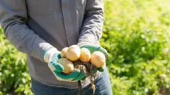 Quale varietà di patate è più adatta al purè: profumata, farinosa e morbidissima dopo la cottura?