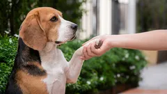 Un cane può avere una sola persona preferita oppure può affezionarsi a tutta la famiglia?