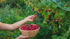 Il lampone ti sorprenderà piacevolmente per l’abbondanza e il sapore delle bacche: ricorda queste efficaci concimazioni primaverili