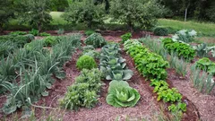 Non buttate mai più via i vecchi calzini: vi saranno utili per il giardino e l’orto