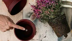 Perché il foro sul fondo del vaso è più importante per le piante da appartamento di quanto molti pensino