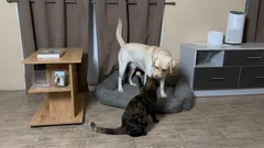 Perché i gatti vogliono sempre litigare con i cani?